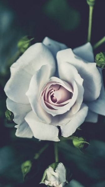  والپیپر رز سفید با کیفیت بالا برای گوشی