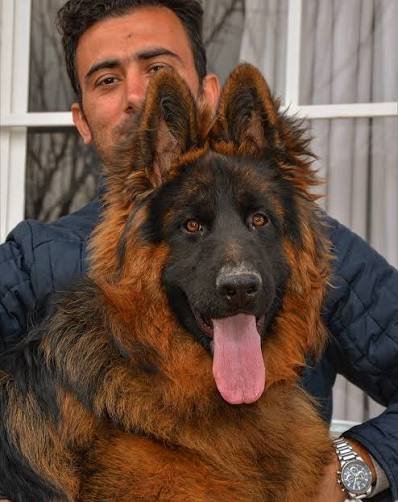  عکس سگ ژرمن شپرد اصیل