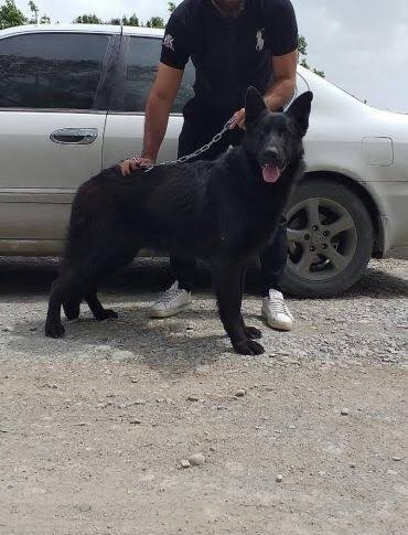  عکس سگ ژرمن شپرد سیاه