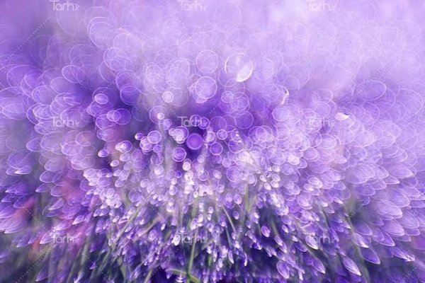 دانلود تصویر زمینه بنفش با کیفیت بالا برای کامپیوتر