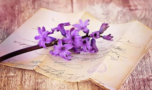  دانلود تصویر زمینه بنفش با کیفیت بالا برای کامپیوتر