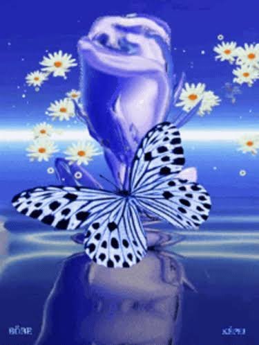  عکس پروانه آبی برای پروفایل