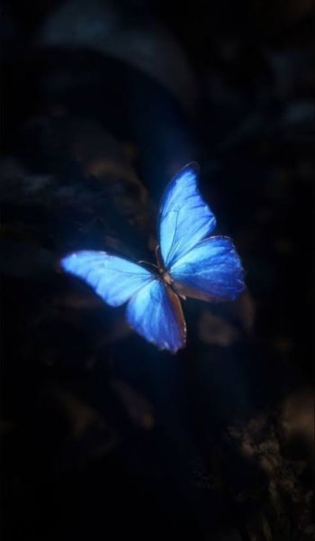  عکس پروانه آبی برای پروفایل