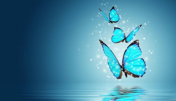  عکس پروانه آبی برای پروفایل
