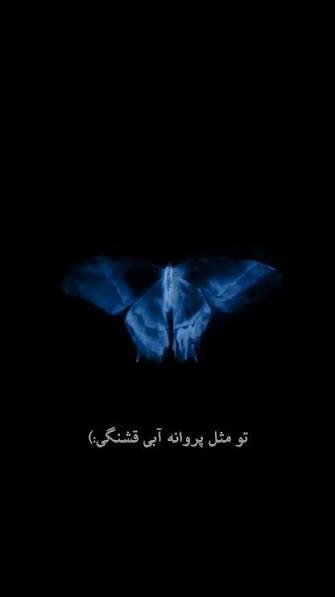  عکس پروانه آبی برای پروفایل
