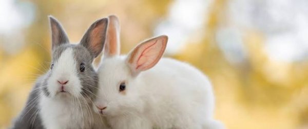  عکس خرگوش کیوت واقعی