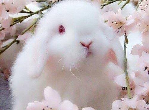  تصویر زمینه خرگوش های بامزه و خوشگل با کیفیت بالا