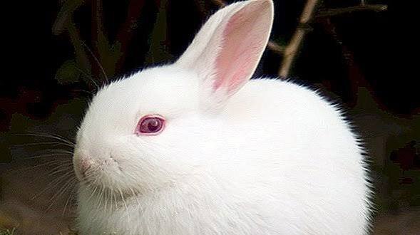  دانلود عکس خرگوش سفید برای پروفایل
