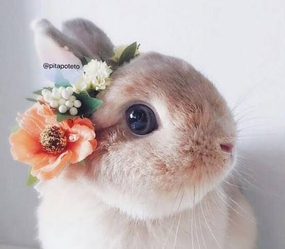  عکس خرگوش ناز و کیوت برای پروفایل دخترانه