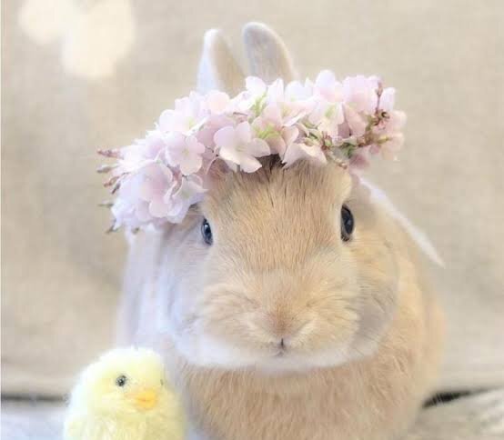  عکس خرگوش ناز و کیوت برای پروفایل دخترانه
