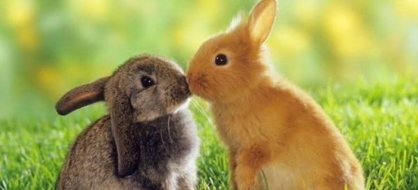  عکس خرگوش ناز و کیوت برای پروفایل دخترانه