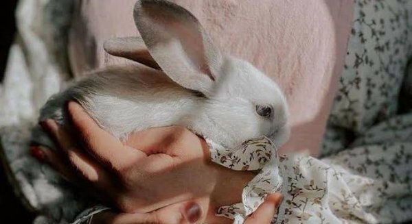  عکس خرگوش دخترانه