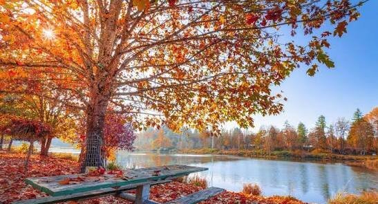  والپیپر طبیعت پاییزی با برگ های خوش رنگ نارنجی