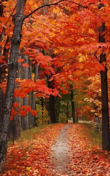  والپیپر طبیعت پاییزی با برگ های خوش رنگ نارنجی