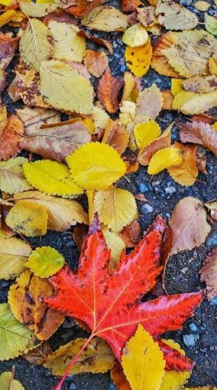  والپیپر طبیعت پاییزی با برگ های خوش رنگ نارنجی