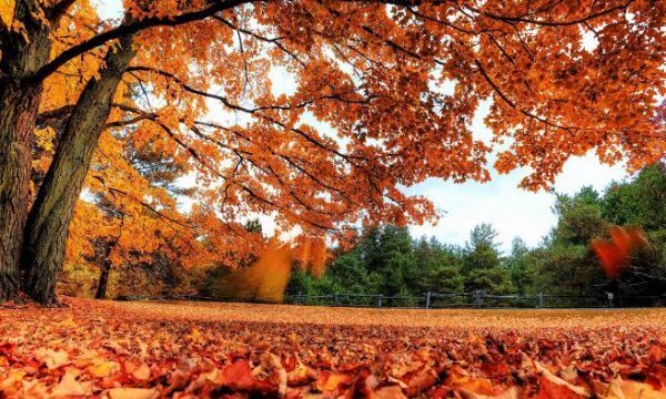  والپیپر طبیعت پاییزی با برگ های خوش رنگ نارنجی