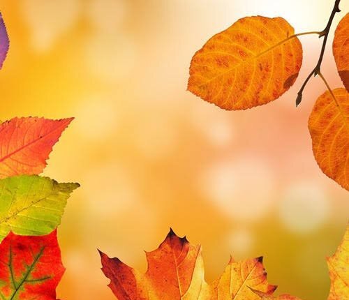  والپیپر طبیعت پاییزی با برگ های خوش رنگ نارنجی