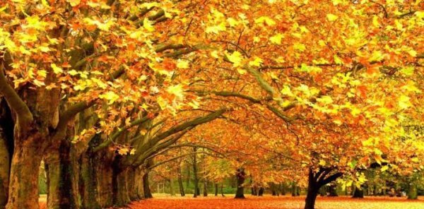  والپیپر طبیعت پاییزی با برگ های خوش رنگ نارنجی