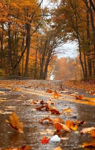  والپیپر طبیعت پاییزی با برگ های خوش رنگ نارنجی