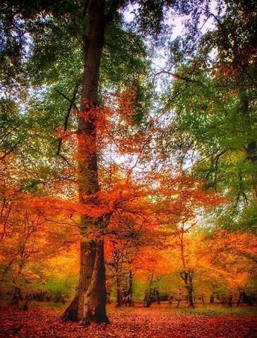  عکس پاییزی جدید