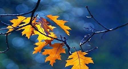  عکس پاییزی جدید