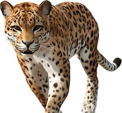  عکس جگوار برای پروفایل پسرانه