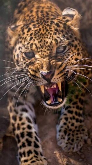  عکس جگوار برای پروفایل پسرانه