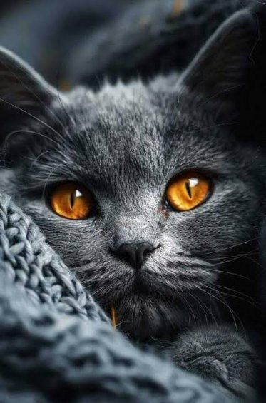  عکس گربه سیاه برای پروفایل HD با کیفیت بالا