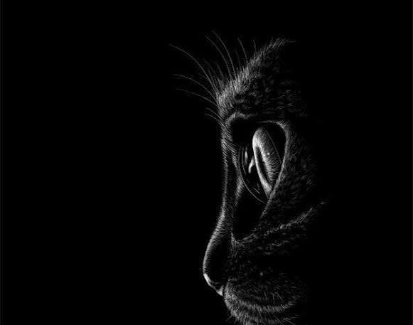  عکس گربه سیاه برای پروفایل HD با کیفیت بالا
