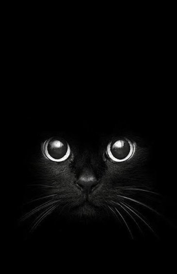  عکس گربه سیاه برای پروفایل HD با کیفیت بالا