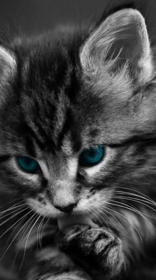  عکس گربه سیاه برای پروفایل HD با کیفیت بالا