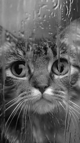  عکس گربه سیاه و سفید برای پروفایل