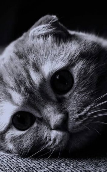  عکس گربه سیاه و سفید برای پروفایل