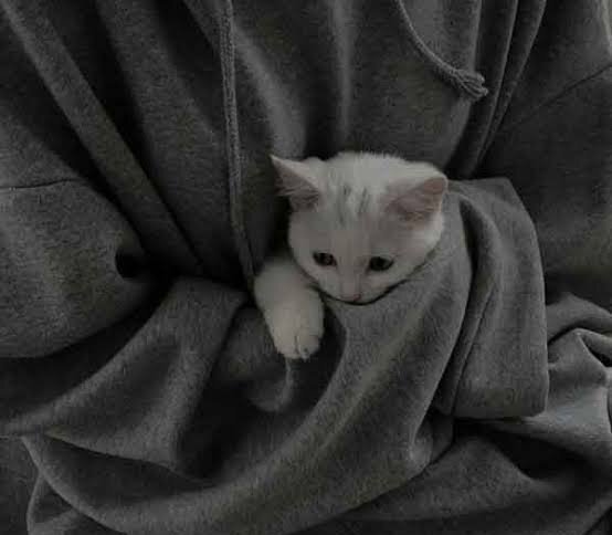  عکس گربه سیاه و سفید برای پروفایل