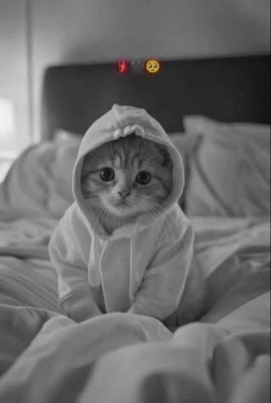  عکس گربه سیاه و سفید برای پروفایل