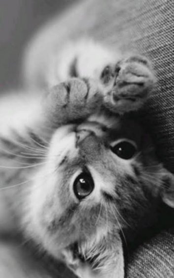  عکس گربه سیاه و سفید برای پروفایل