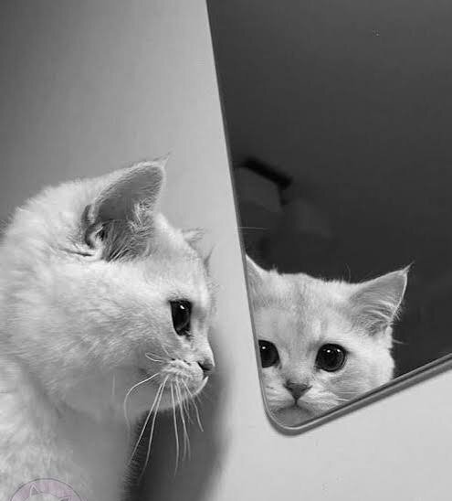  عکس گربه سیاه و سفید برای پروفایل