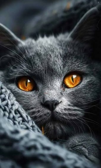  عکس گربه سیاه و سفید برای پروفایل