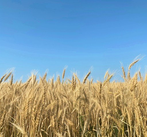  عکس مزرعه گندم
