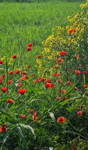  عکس مزرعه کشاورزی در روستا