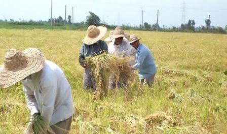  عکس مزرعه کشاورزی در روستا