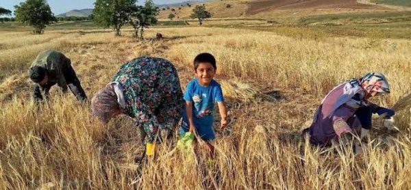 عکس مزرعه کشاورزی در روستا