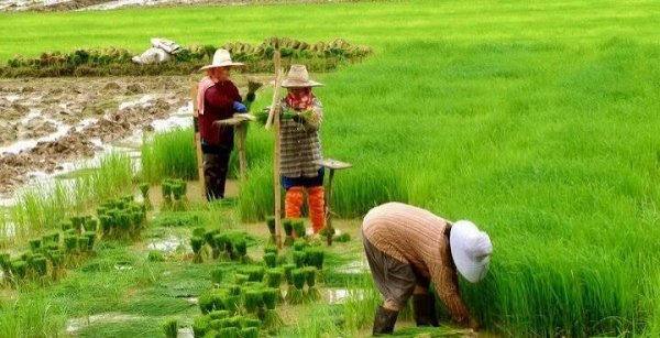  عکس مزرعه کشاورزی در روستا