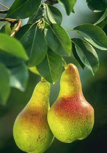  عکس گلابی های تازه و خوشمزه با کیفیت بالا