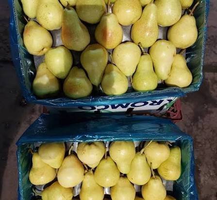  عکس گلابی های تازه و خوشمزه با کیفیت بالا