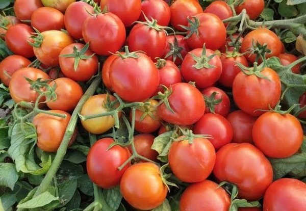  عکس گوجه فرنگی های تازه و شاداب