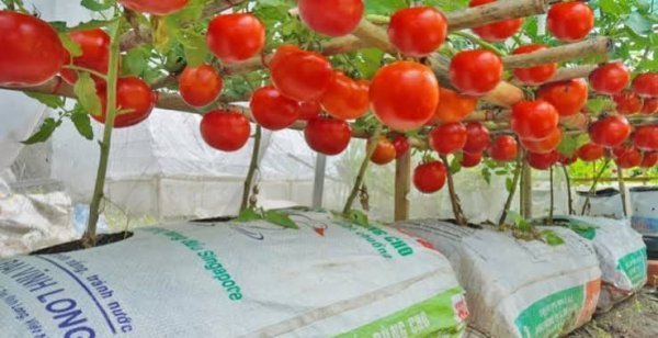  عکس گوجه فرنگی های تازه و شاداب