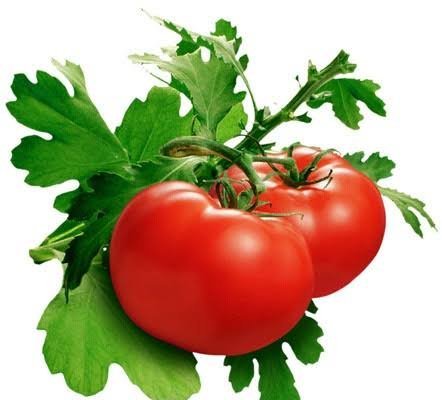 عکس گوجه فرنگی های تازه و شاداب