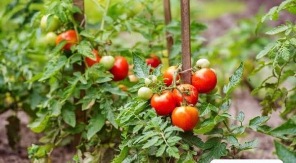  عکس گوجه فرنگی های تازه و شاداب