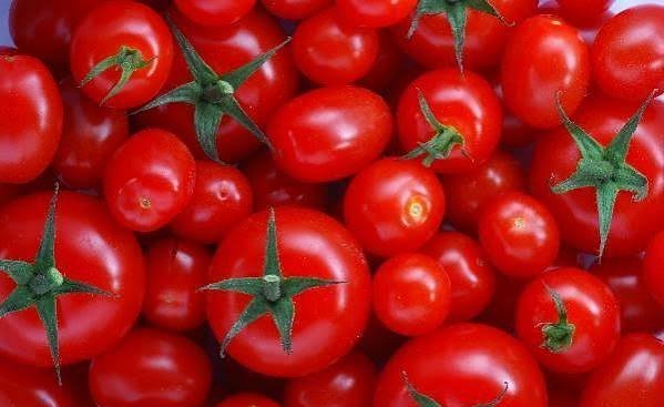  عکس گوجه فرنگی های تازه و شاداب